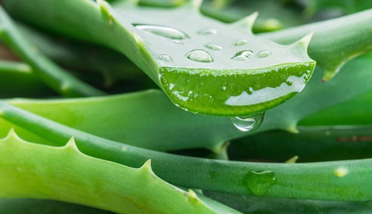 Anti-Aging Power